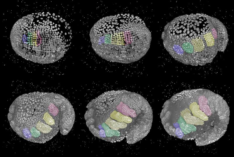 3D-Rekonstruktionen eines Embryos in seitlicher Ansicht und dem Kopf auf der linken Seite. Die farblich hervorgehobenen Bereiche zeigen, wie sich aus einigen wenigen Zellen Beine herausbilden.