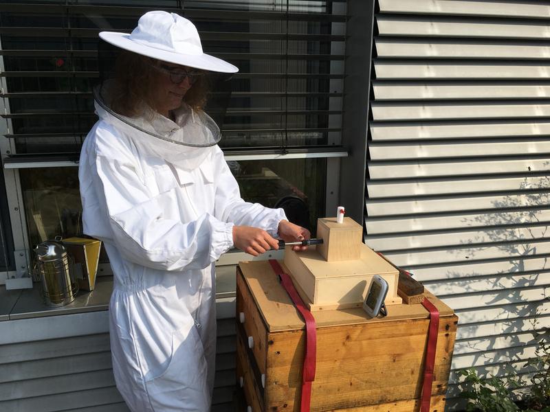 50 verschiedene Substanzen konnten die Forscher der TU Dresden bislang in der Bienenstockluft identifizieren, der heilende Kräfte zugeschrieben werden.