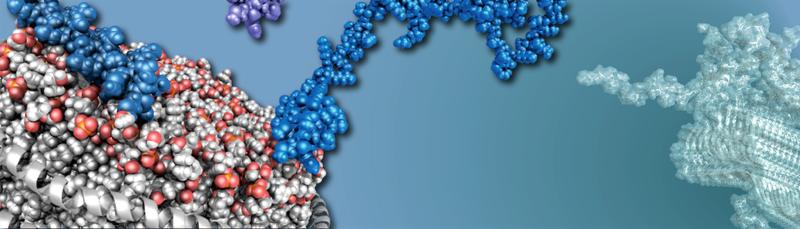 Einblicke in die Wechselwirkung des Proteins α-Synuclein (blau) mit Membranen (weiß/rot) zeigen, wie diese die Bildung von parkinsonrelevanten Ablagerungen positiv oder negativ beeinflussen können.