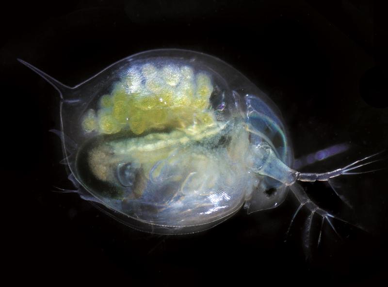 Großer Wasserfloh (Daphnia magna). Das abgebildete erwachsene Tier ist vom Kopf (rechts) bis zur Schwanzstachelspitze (links) etwa vier bis fünf Millimeter lang.