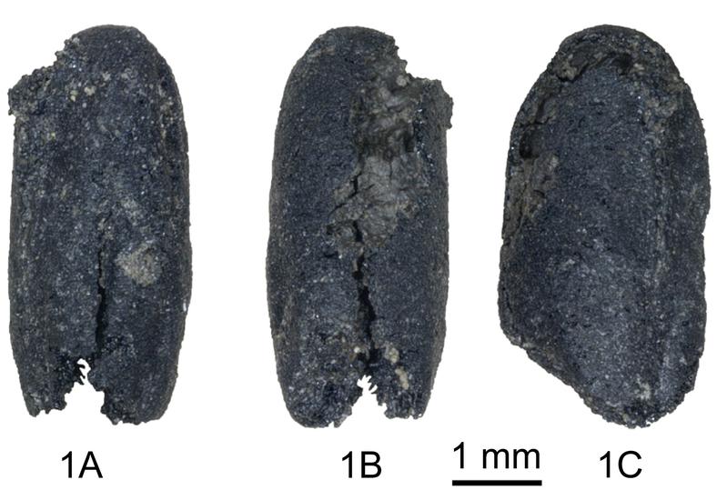  Verkohlte Weizenkörner vom Fundplatz Zhaojiazhuang, Provinz Shandong, VR China (2460-2200 v. Chr.)