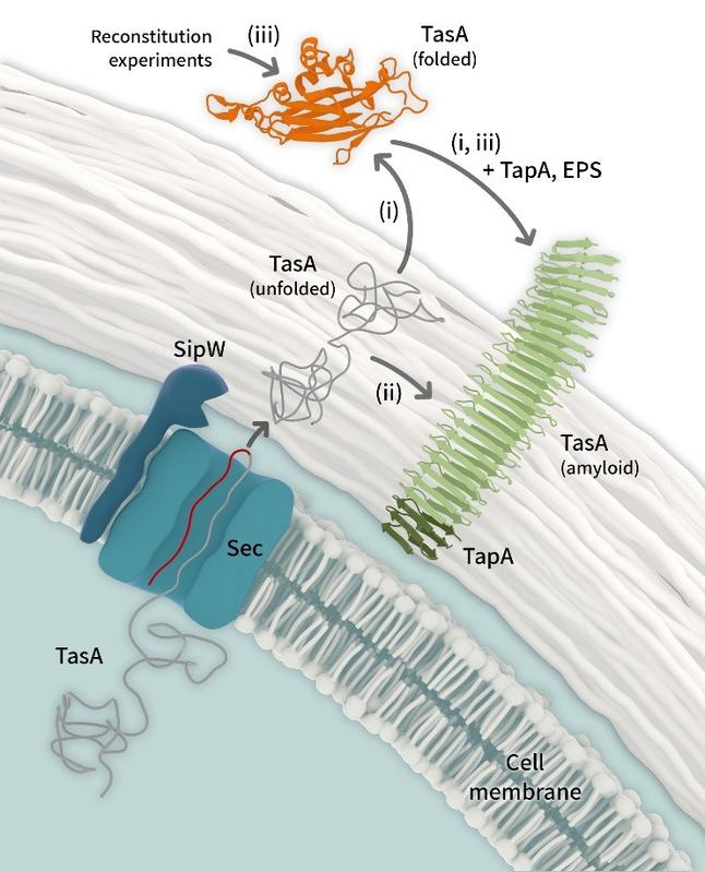 Bacillus subtilis Fibrillen Bildung erfolgt nach TasA-Export (i, ii) bzw. wenn gereinigtes TasA einer tasA Mutante in einem Rekonstitutionsexperiment (iii) zugeführt wird.