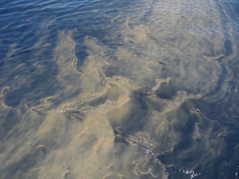 Bei ruhigen Wetterlagen sammeln sich die fadenartigen Cyanobakterien an der Wasseroberfläche. 