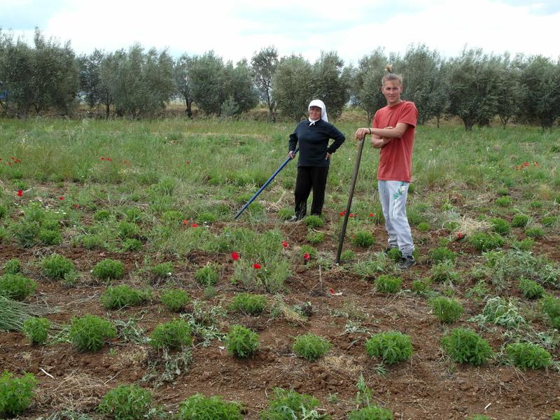 Bauern in Zentralgriechenland auf ihrem Stevia-Feld. In einer schweren Agrarkrise haben sich dort Bau-ern in einer Genossenschaft zusammengeschlossen, um die Zuckerersatzpflanze Stevia zu kultivieren 