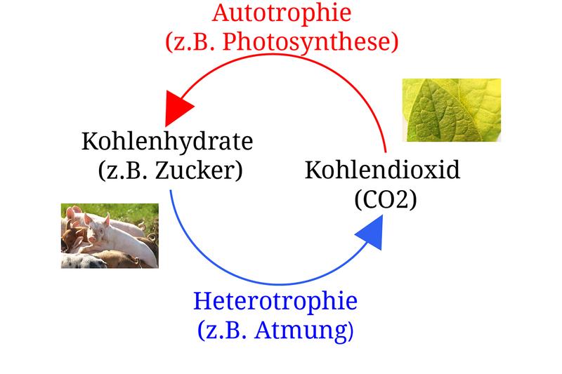 Die Hypothese zur synchronistischen Evolution von Autotrophie und Heterotrophie geht davon aus, dass die gegenläufigen Prozesse zeitgleich entstanden sein müssen. 