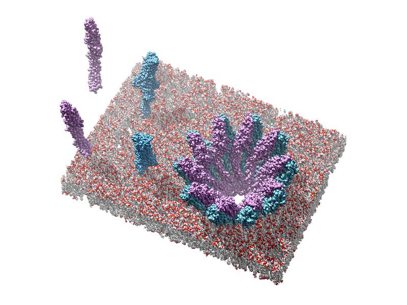 Single subunits of YaxA (blue) and YaxB (purple) and a pore built up from these subunits. 