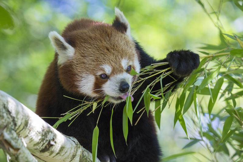 The red panda has a very precise time of the year for reproduction. 