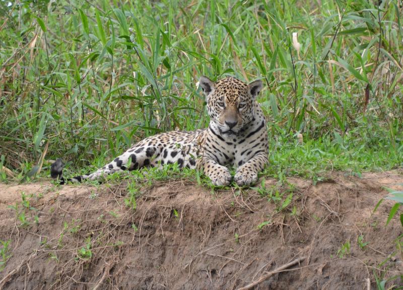 Reproductive activities of the jaguar (Panthera onca) are not limited to any particular time of year. 