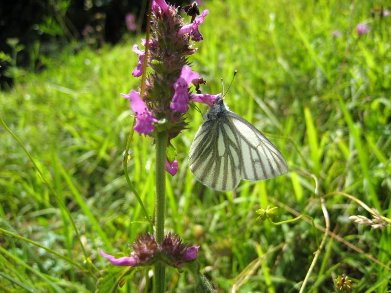 Liebt die Höhe: Der Bergweißling (Pieris bryoniae). (Annette Gaviria / Uni Würzburg)