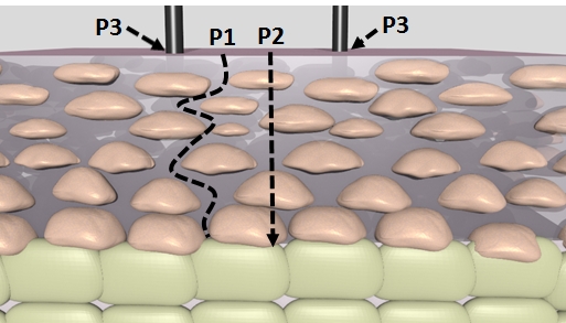 Dampf kann über verschiedene Wege in die Haut dringen: durch die Zellen (P1), zwischen den Zellen hindurch (P2) oder über die Haarfolikel (P3).