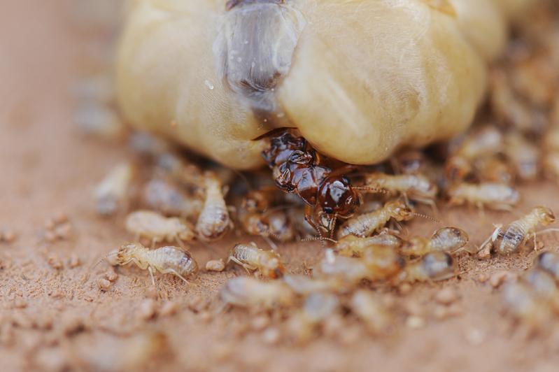 Die Königin der Termitenart Macrotermes bellicosus legt circa 20.000 Eier am Tag und kann bis zu 20 Jahre alt werden.