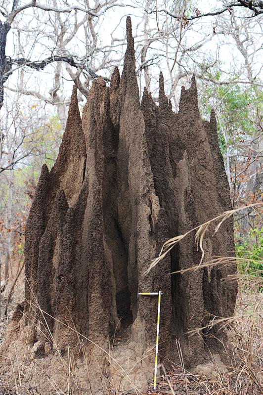 Die Termitenart lebt in der westafrikanischen Savanne und baut mehrere Meter hohe Hügel.