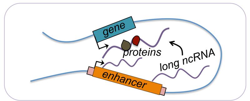 The long non-coding RNA called A-ROD functions within a loop to recruit proteins to the DKK1 gene.