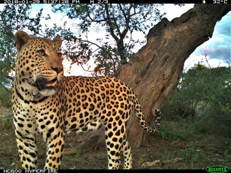Leopard im Untersuchungsgebiet