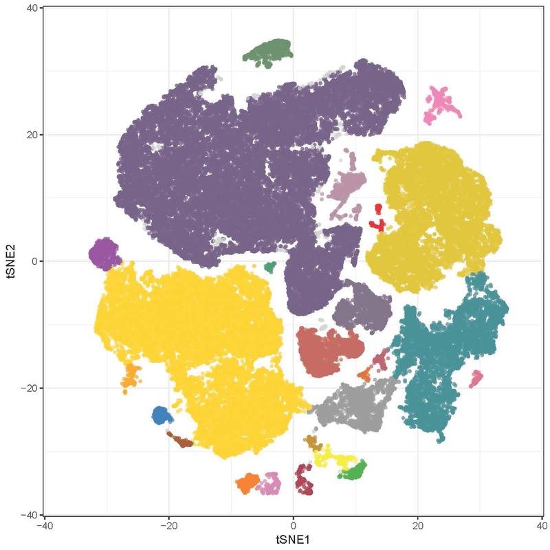 Clusters of MAIT cells in human blood and colon biopsies. Subpopulations of these defense cells group into colored "continents" according to the markers expressed by the cells. 