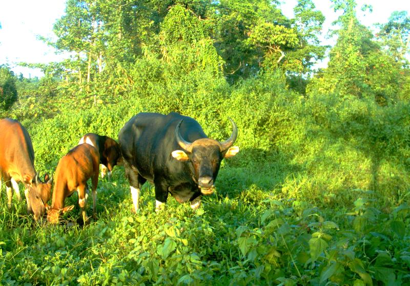 Borneo-Banteng