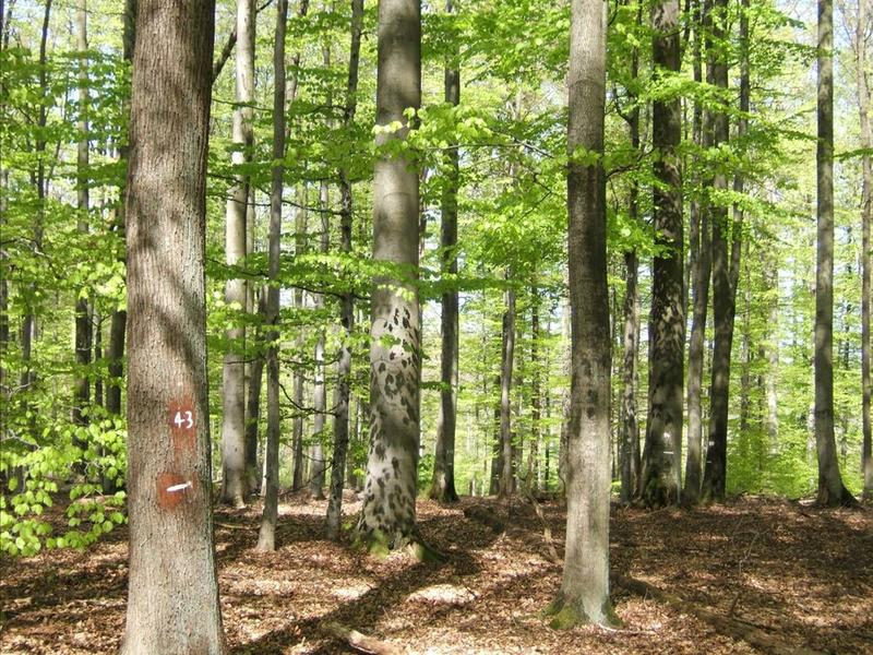 Through their complementary crown and root systems, trees in mixed forests are often better supplied with light, water and soil nutrients.