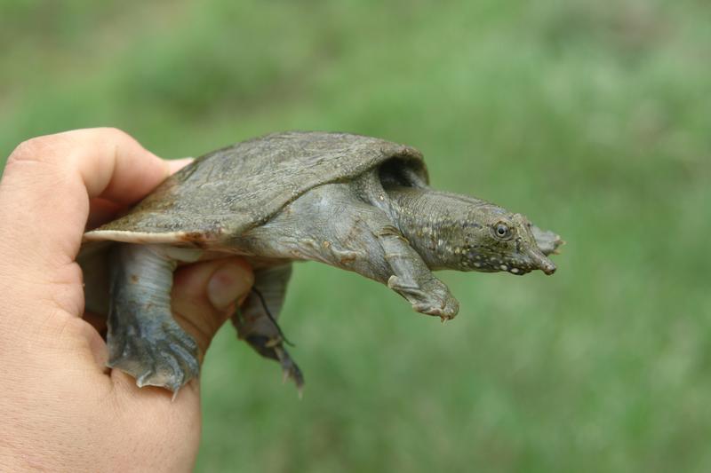 In ihrer Vielfalt bedroht: Chinesische Weichschildkröten (Pelodiscus spp.) 