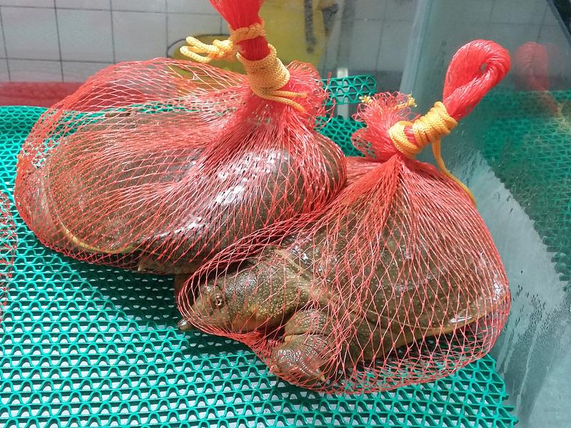 Lebende Weichschildkröten werden in chinesischen Supermärkten in zum Kauf angeboten, verpackt wie bei uns Orangen. 