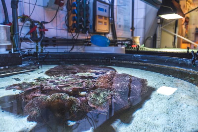 Aquakulturbecken mit Lederkorallen am Leibniz-Zentrum für Marine Tropenforschung in Bremen