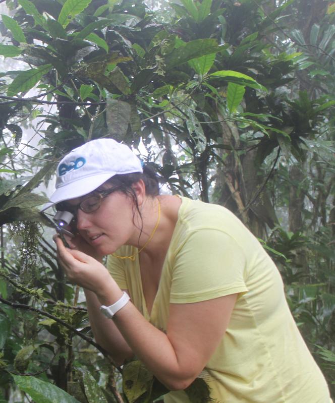 Anna Mežaka nimmt einige Blattaufsitzer in einem Nebelwald in Panama unter die Lupe.