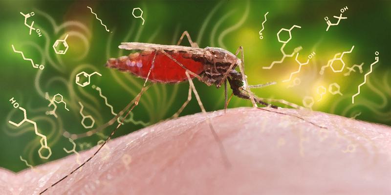 Der Malariaerreger verändert das Duftstoffprofil einer infizierten Person, was sie für die erregerübertragende Anopheles-Mücke attraktiver macht. 