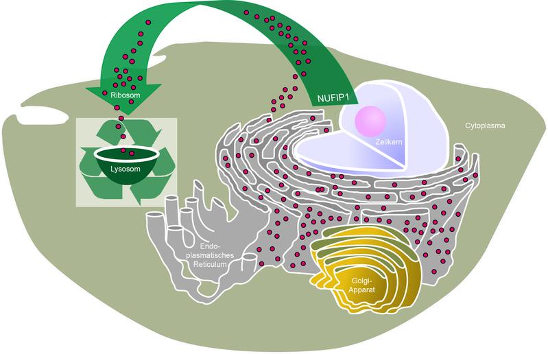 Das Protein NUFIP1 ist für den ribosomalen Abbau bei Nährstoffmangel notwendig und sichert damit das Überleben der Zelle in Hungersituationen ab.