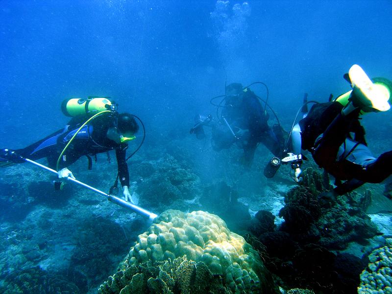 Entnahme eines Korallenbohrkerns in Thailand  