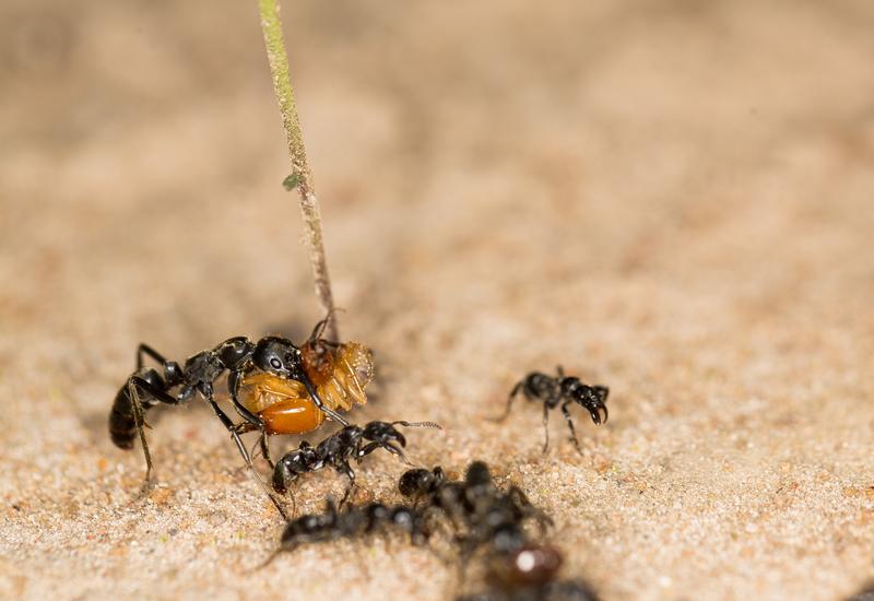 Matabele-Ameisen tragen eine erbeutete Termite zurück ins Nest. 
