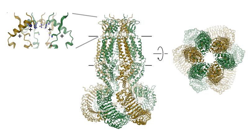 Structure of a volume-regulated chloride channel (center: ribbon diagram, right: selectivity filter, left: regions with positively charged amino acids)