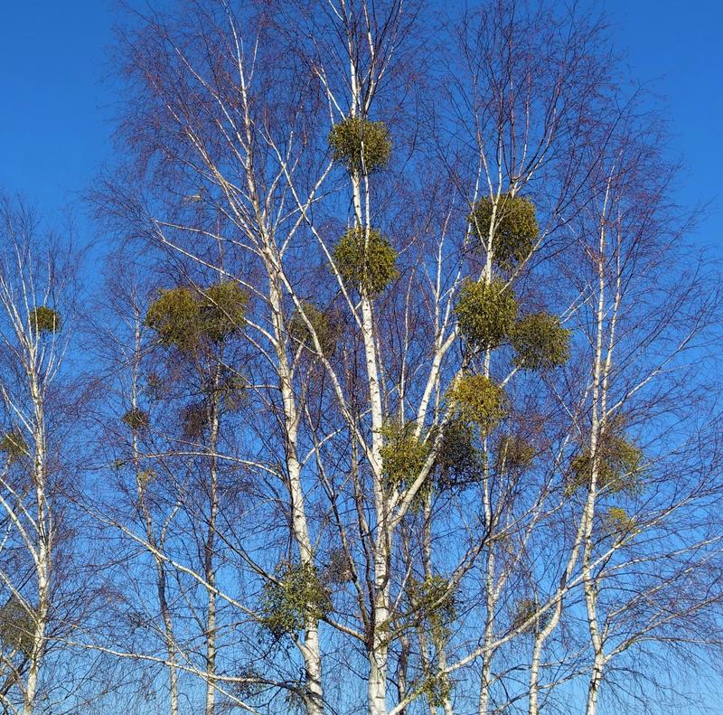 Evergreen Mistletoe attached to a host tree 
