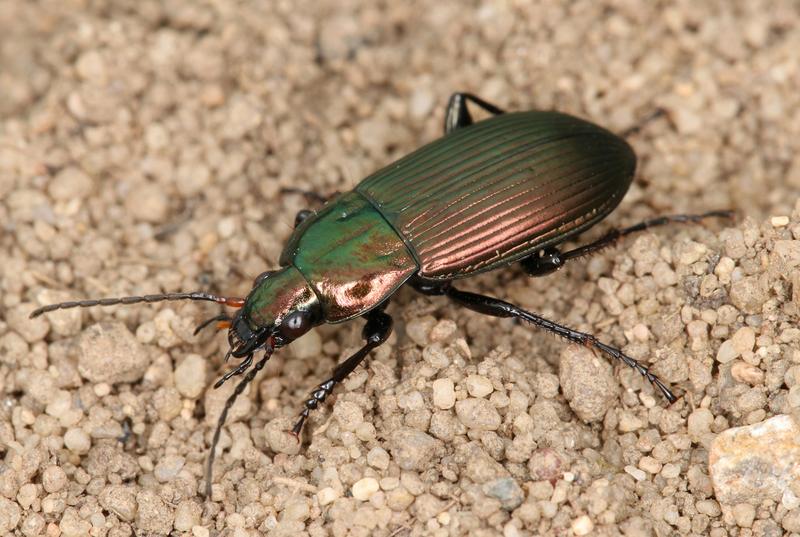 Der Kupferfarbene Buntgrabläufer (Poecilus cupreus) ist ein häufiger Nützling in der Agrarlandschaft. 