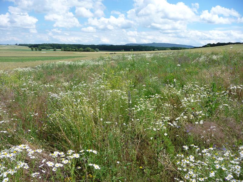 Bereichert Agrarlandschaften: Eine junge Blühfläche in voller Blüte. 