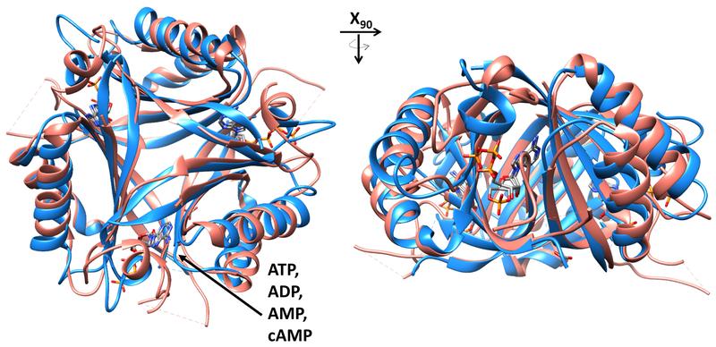 Die Strukturen eines Signalproteins (rot) überlagern sich mit dem neu entdeckten cAMP Sensor SbtB (blau), der Pfeil deutet die Nukleotid-Bindetasche an.