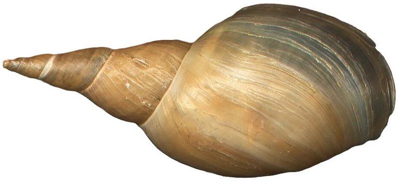Over the last 540 million years, molluscs, such as snails, mussles, oysters and squid, have evolved shells that display amazing variation in shape, size, pigmentation and structure.