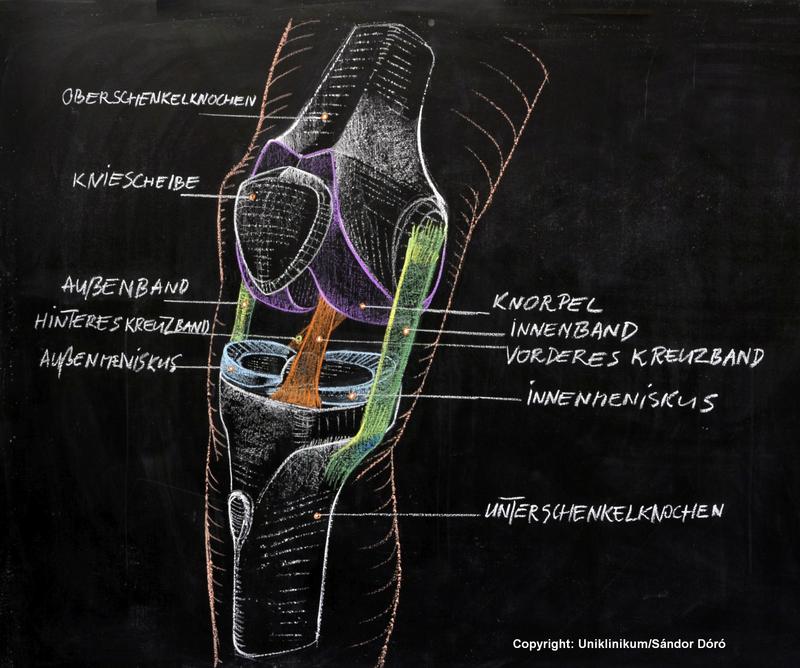 Das Kniegelenk