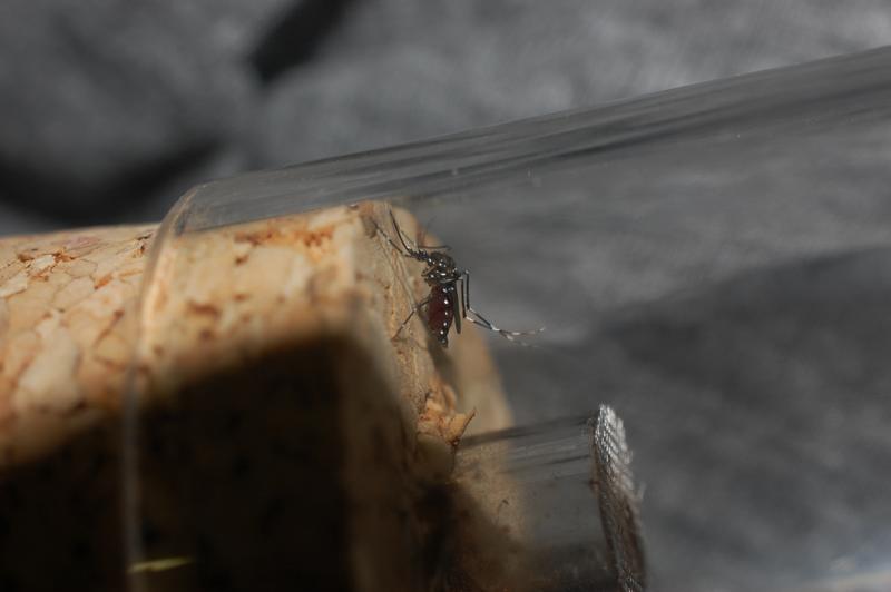 Asiatische Tigermücke (Aedes albopictus) gefangen in Rovinj (Kroatien).