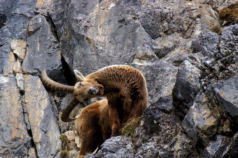 1.	Als ehemals ausgerottete Art gehört der Alpensteinbock zu den gut überwachten Wildtierarten des Alpenraums.