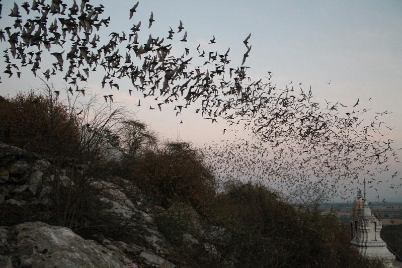 Fledermäuse fliegen von einer Höhle in Thailand auf