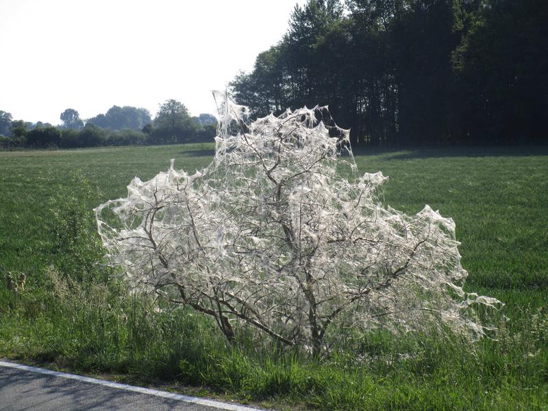 Gespinste der Pfaffenhütchen-Gespinstmotte