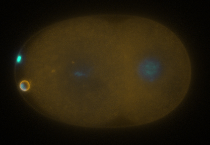 Ein zwei-zelliger Fadenwurm-Embryo (C. elegans). Ein sterbendes Polkörperchen zeigt an seiner Oberfläche bestimmte Lipide als „Fress mich“-Signale (oranger Kreis).