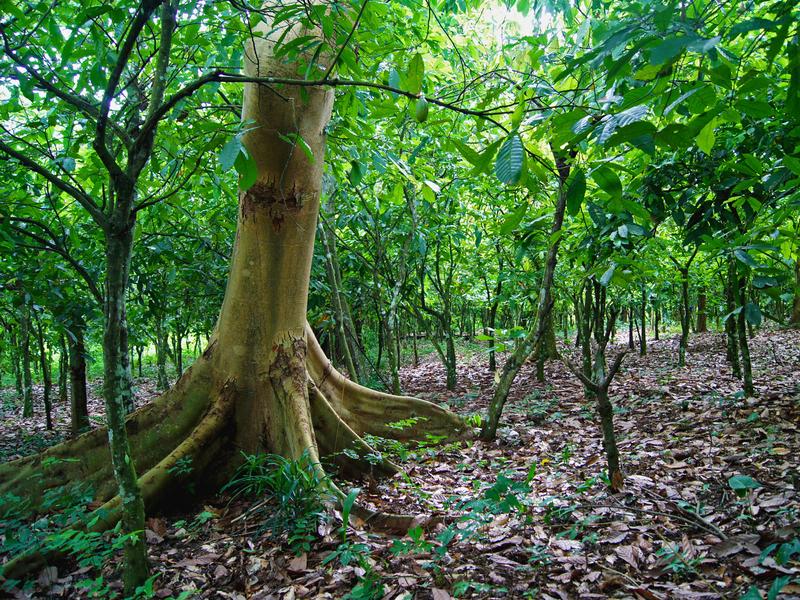 Optimale Beschattung für besseren Kakaoertrag: Ein Schattenbaum taucht eine Kakaoplantage in Dämmerlicht.