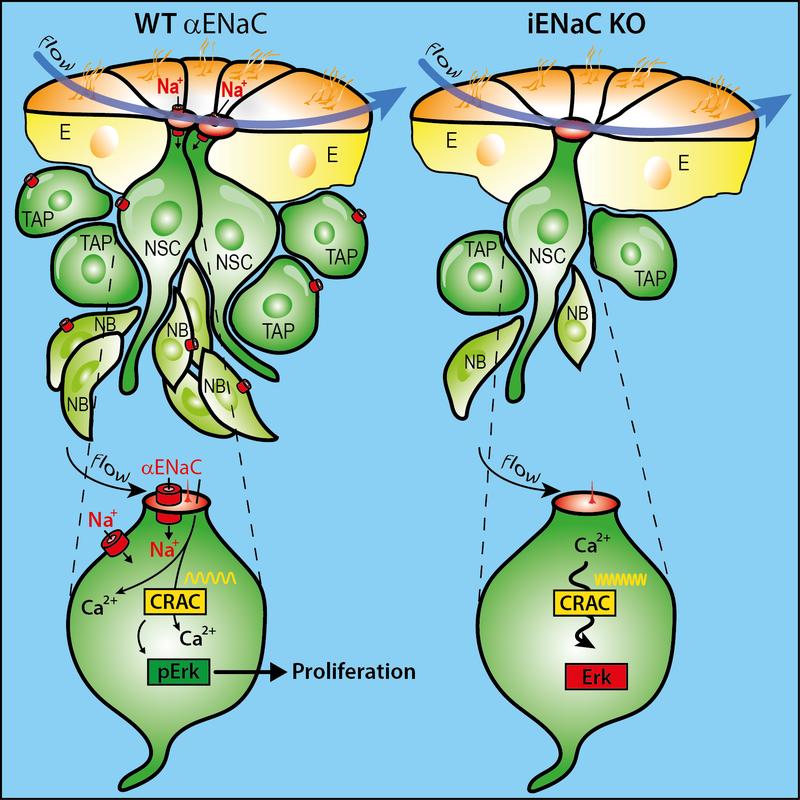 Graphical abstracts of the results. 