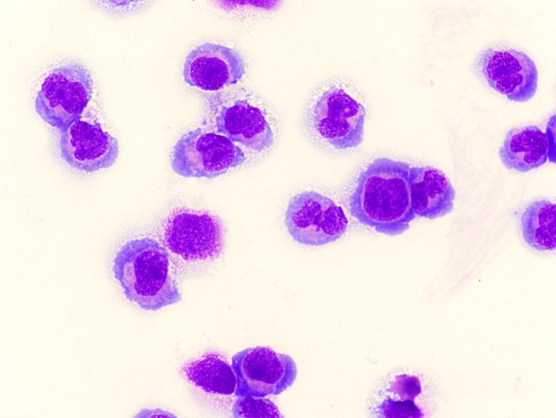 AML cell lines expressing MLL-fusion genes