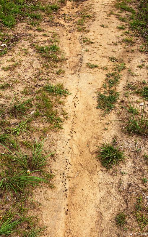 Matabele ants on a raid: They take detours through open terrain to speed up their journey. 