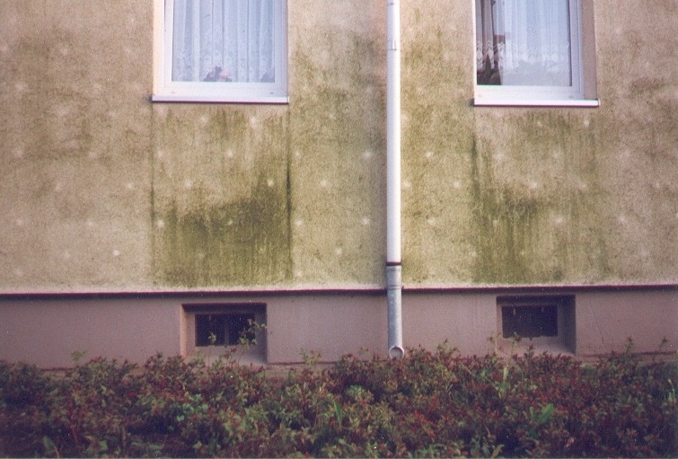 Algen auf der Bauwerksoberfläche mit hellen Fehlstellen