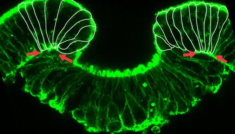 Frühes Stadium der Invagination des zukünftigen inneren Zellschicht, des Entoderms, während der Gastrulation. Das Bild zeigt die starke Verformung der Zellen am Gastrulationsrand.