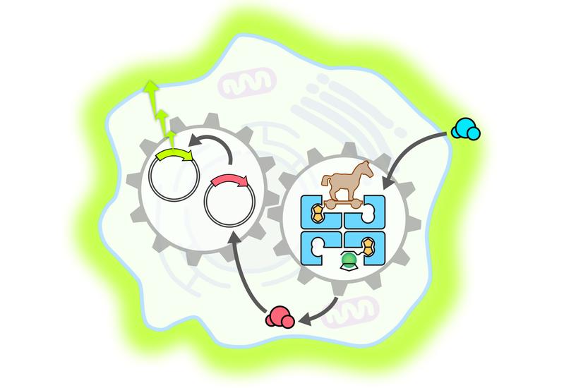 Künstliches Metalloenzym dringt in eine Säugerzelle ein; beschleunigt die Freisetzung eines Hormons. Dieses aktiviert einen Genschalter; fluoreszierenden Indikatorproteins wird produziert.