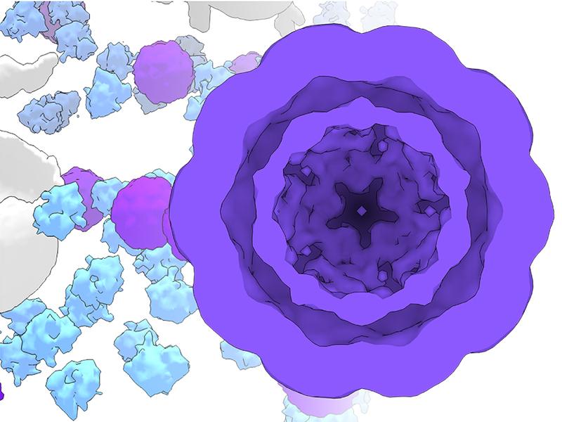 Modifziertes Cryo-Elektronenmikroskopbild von genetisch programmierten molekularen Werkstätten in lebendigen Zellen. 