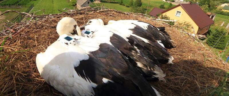  Wenige Wochen alte besenderte Jungstörche in ihrem Nest. 